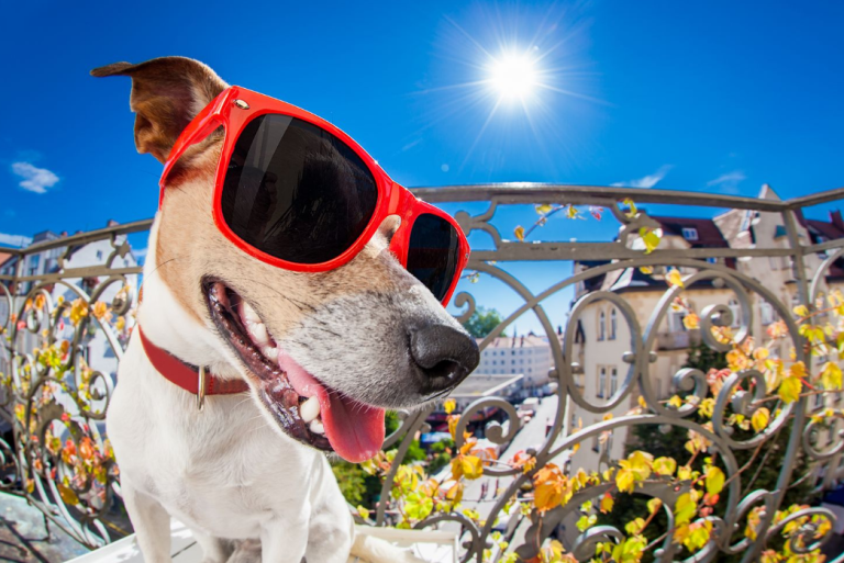 Pet-Friendly Places to Stay in Manchester